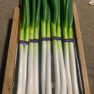 白ネギ120円～売ります