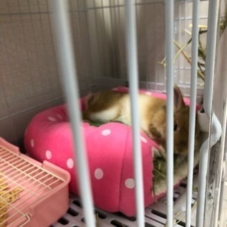 ハムスターとうさぎの里親を募集しています