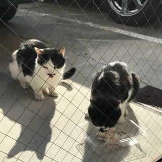 野良猫ちゃんを飼って下さい - 瀬戸市