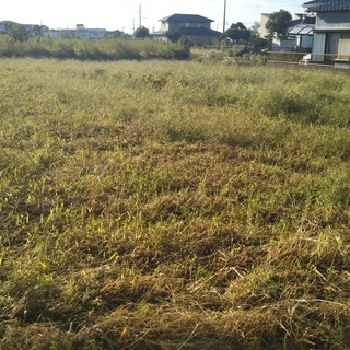 家庭菜園、農業クラブ