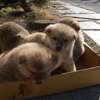 子犬の里親募集　