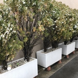 【無料！おしゃれ植木！早い者勝ち！】植木大、４つ差し上げます！の画像