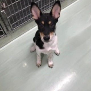 里親決定！有難うございました！保健所からレスキュー🐶生後4カ月の...