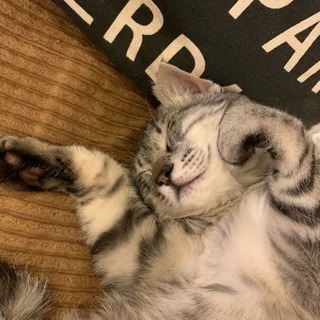 猫を飼ってる1人暮らしの方いますか？