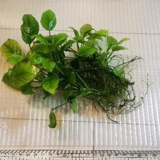アヌビアスナナ　水草