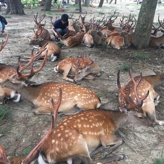 上京してる人関西人いませんかー？