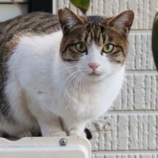 地域猫探しています。