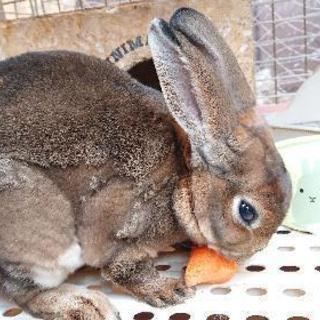 ミニレッキス🐰うさぎ里親募集