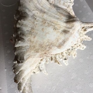 8、大きな貝殻、巻貝、カイガラの画像