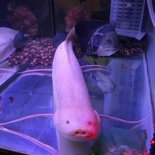 古代魚　エチオピクス アルビノ 90cm 