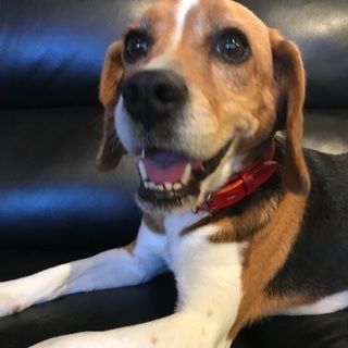 急募！人懐っこいビーグル犬 - 伊予市