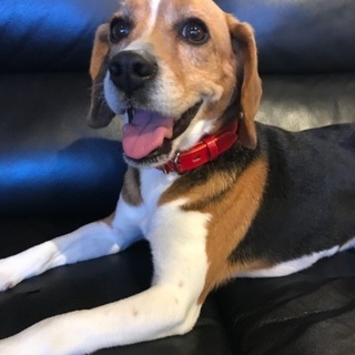 急募！人懐っこいビーグル犬 - 犬