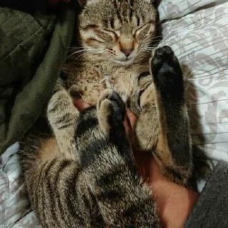 飼ってくださる方が見つかりました、ありがとうございます。