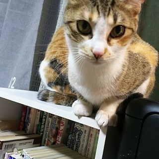猫の里親募集