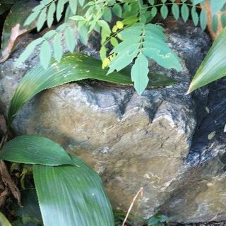 庭石の画像