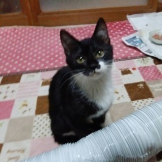 ※取引中(堅田付近の方優先募集)推定生後3ヶ月♀の猫ちゃんの里親募集