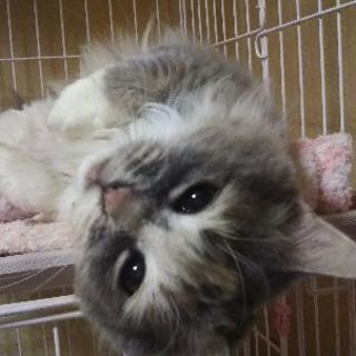  純血スコ、長毛ダイリュートキャリコ