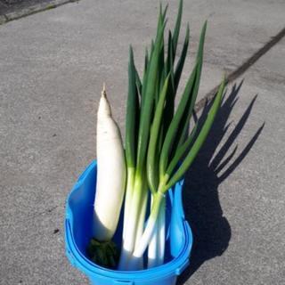 野菜　長ネギ3本　大根