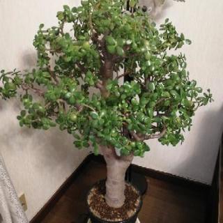 ※お取引中 カネノナルキ 多肉植物 観葉植物