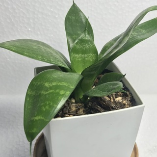 観葉植物はいかがですか？小型のサンスベリア