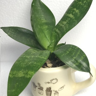 観葉植物はいかがですか？小型のサンスベリア（小ー３）