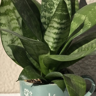 お部屋のインテリアに観葉植物はいかがですか？小型のサンスベリア（...