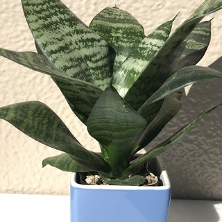 お部屋のインテリアに観葉植物はいかがですか？小型のサンスベリア（...