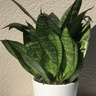お部屋のインテリアに観葉植物はいかがですか？小型のサンスベリア（...