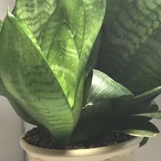 お部屋のインテリアに観葉植物はいかがですか？小型のサンスベリア（...