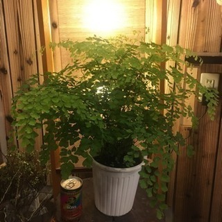 アジアンタム 植物