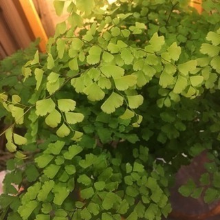 アジアンタム 植物の画像