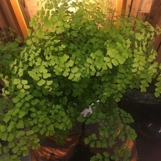 アジアンタム 植物の画像