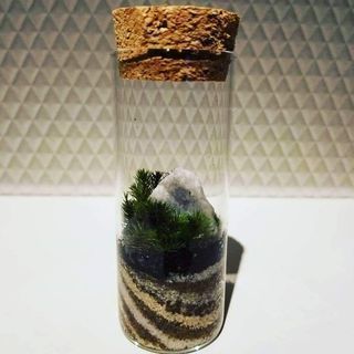 心癒されるテラリウム教室の画像