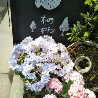 アジサイのリース@オーロラキッチン の画像