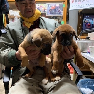 屋久島犬ミックス