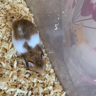 ゴールデンハムスター