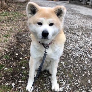 お利口さんな秋田犬の里親さん探しています - 習志野市