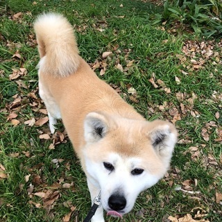 お利口さんな秋田犬の里親さん探していますの画像