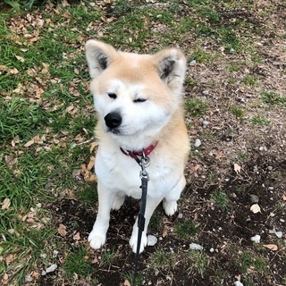 お利口さんな秋田犬の里親さん探しています − 千葉県