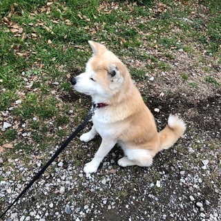 お利口さんな秋田犬の里親さん探しています - 犬