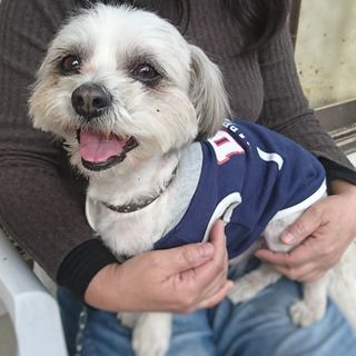 マルシーズーの男の子 五歳