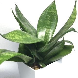 お部屋に観葉植物で癒しのひと時はいかがですか？小型のサンスベリア...