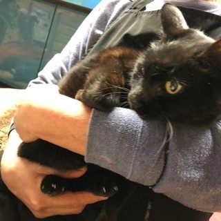 保護猫の里親さんを探しています