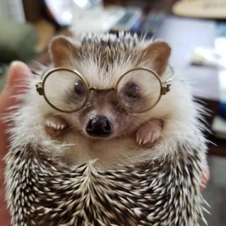 ハリネズミ飼いさんと色々情報交換したいです。 - 品川区