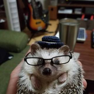 ハリネズミ飼いさんと色々情報交換したいです。 - 友達