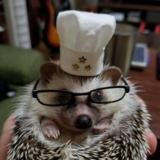 ハリネズミ飼いさんと色々情報交換したいです。 − 東京都