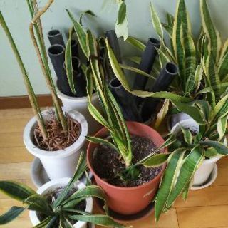 観葉植物