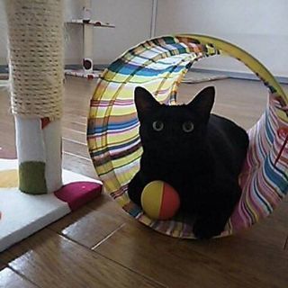 保護猫ちゃん。 黒猫の女の子。