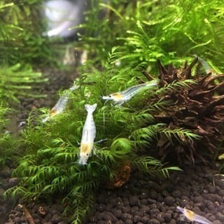 スノーホワイトシュリンプ 
