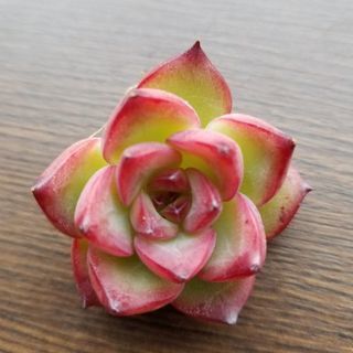 多肉植物　韓国苗　ファイヤーピラー